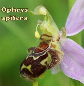 apifera