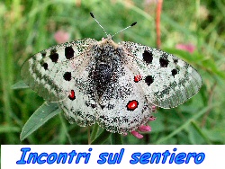 farfalla