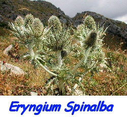 Eryngium spinalba