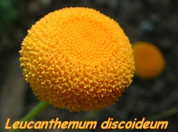 Leucanthemum discoideum