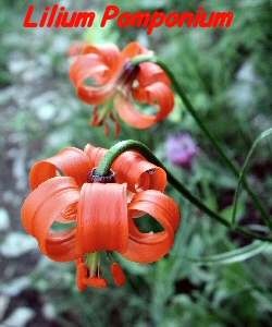 Lilium pomponium