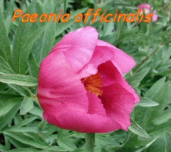 Paeonia officinalis